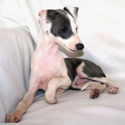 Italian Greyhound Pup